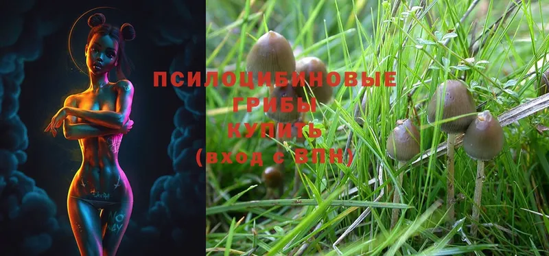 купить наркоту  Орск  Псилоцибиновые грибы Psilocybe 